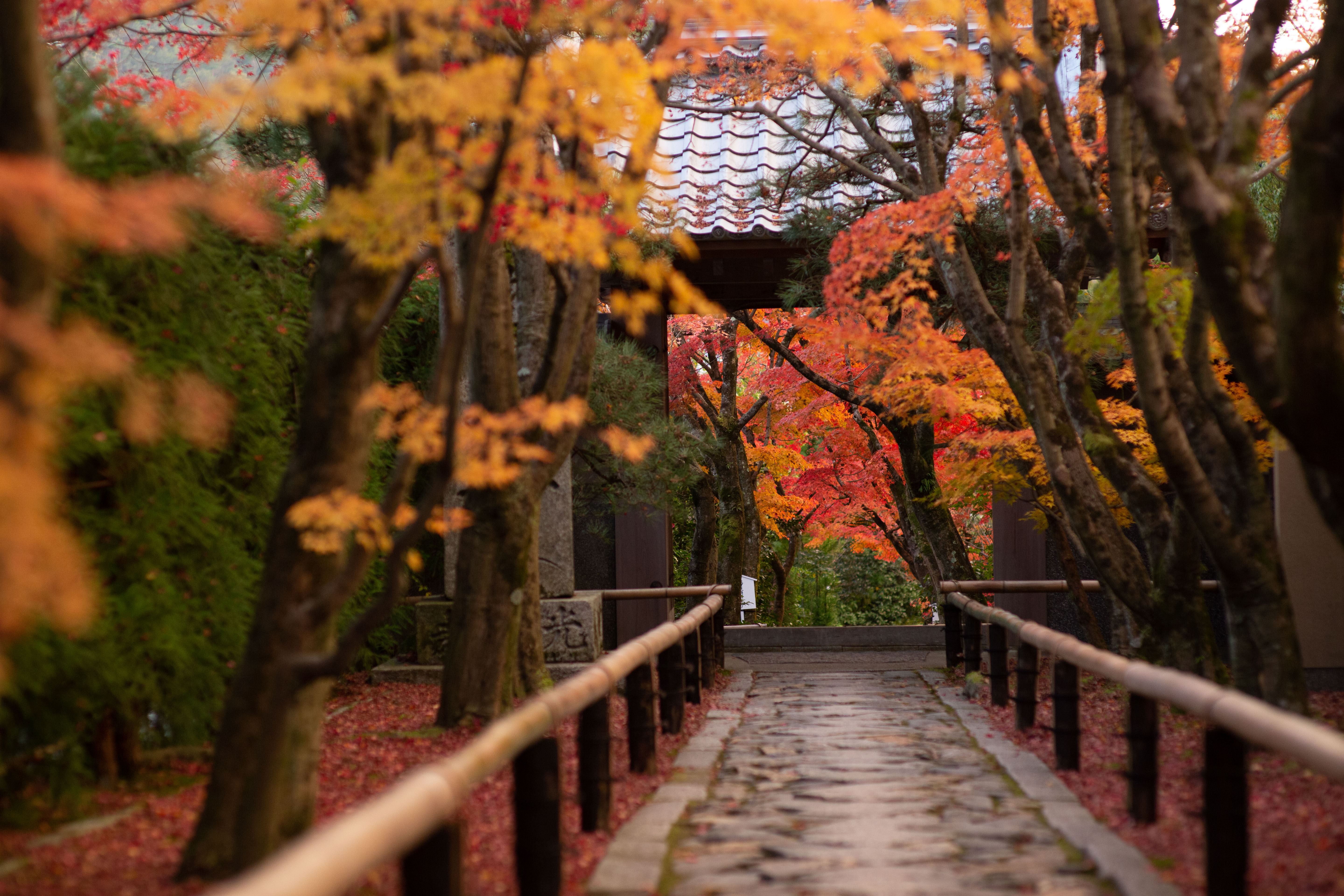 京都 秋 : 2017 Autumnal Kyoto